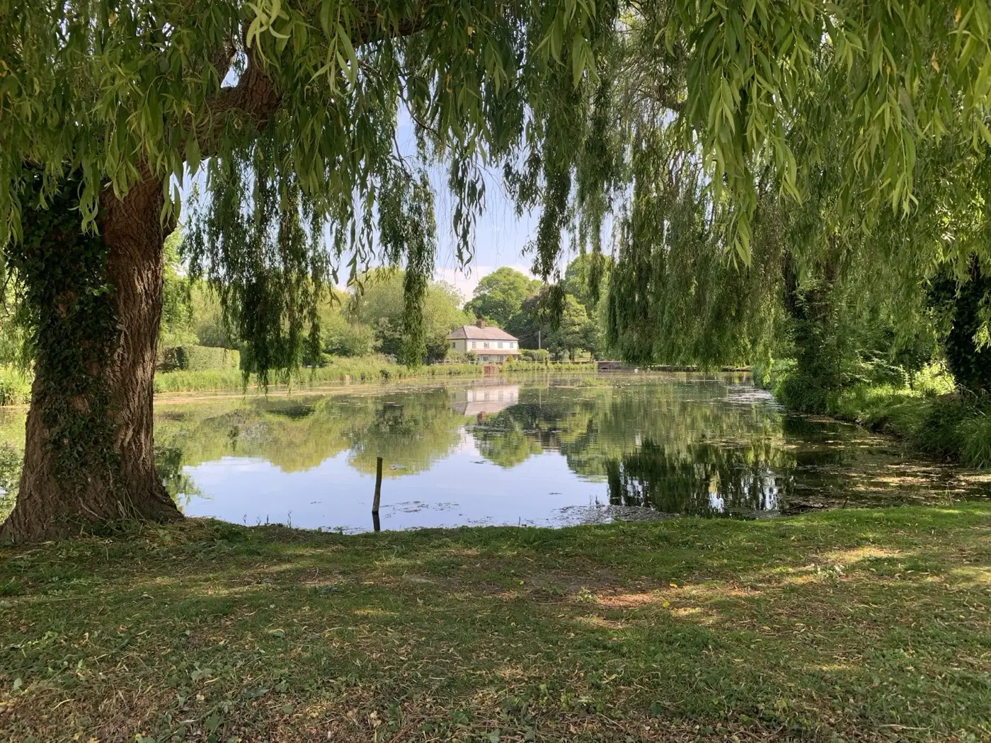 The West Ashling duck pond under the willow tree, moments from the pub